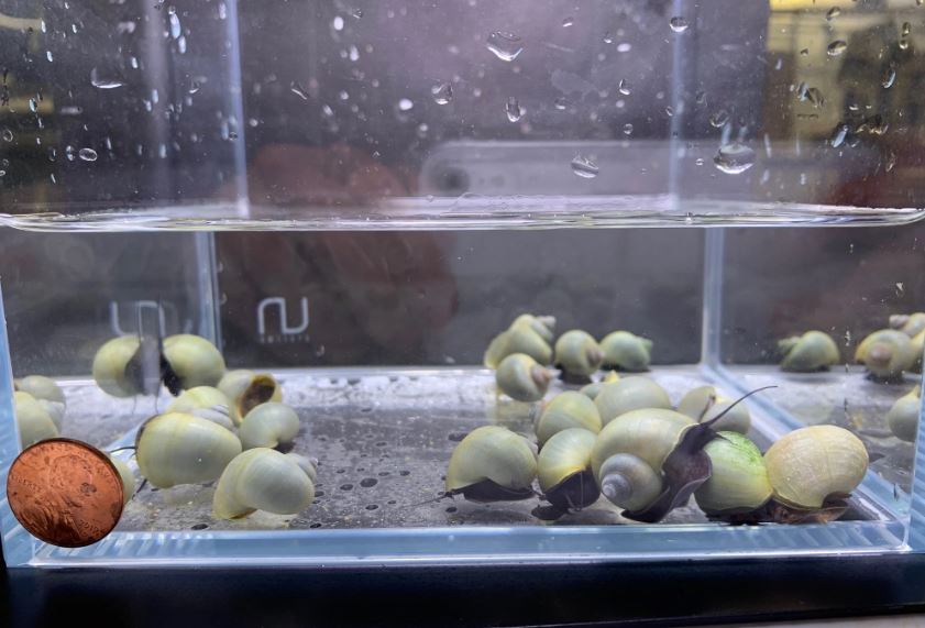 Blue Mystery Snail