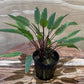 Cryptocoryne petchii Potted Live Aquarium Plants