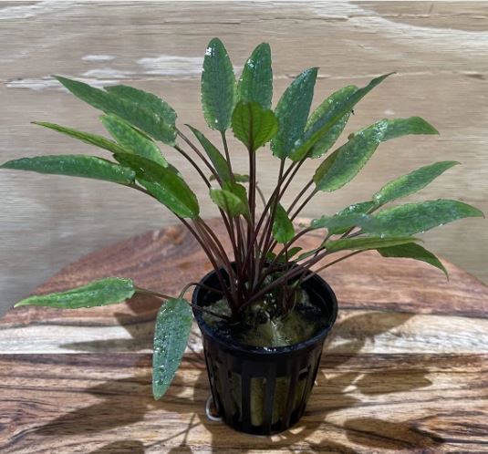 Cryptocoryne petchii Potted Live Aquarium Plants