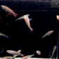 Madagascar Rainbow Fish