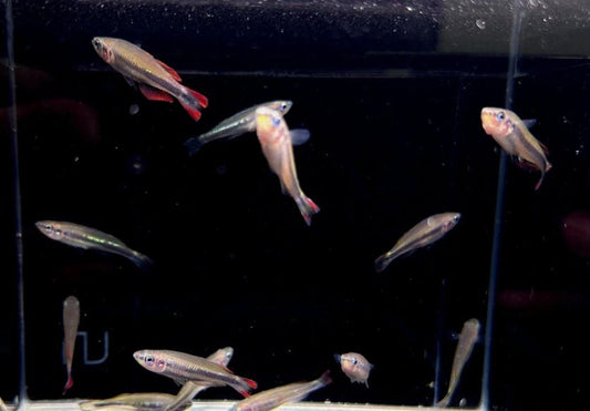 Madagascar Rainbow Fish