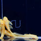 Hi-Fin Albino Yellow Bristlenose Pleco (1.25"-2")