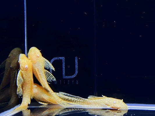 Hi-Fin Albino Yellow Bristlenose Pleco (1.25"-2")