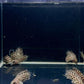 Leopard Ctenopoma