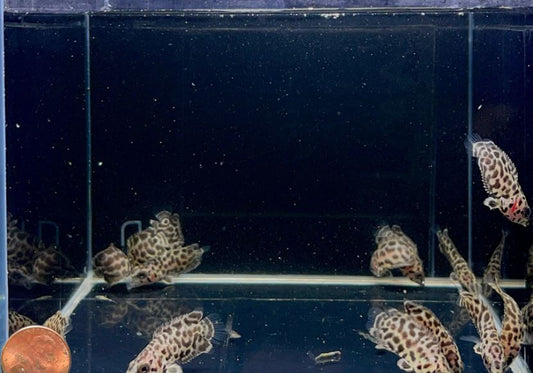 Leopard Ctenopoma