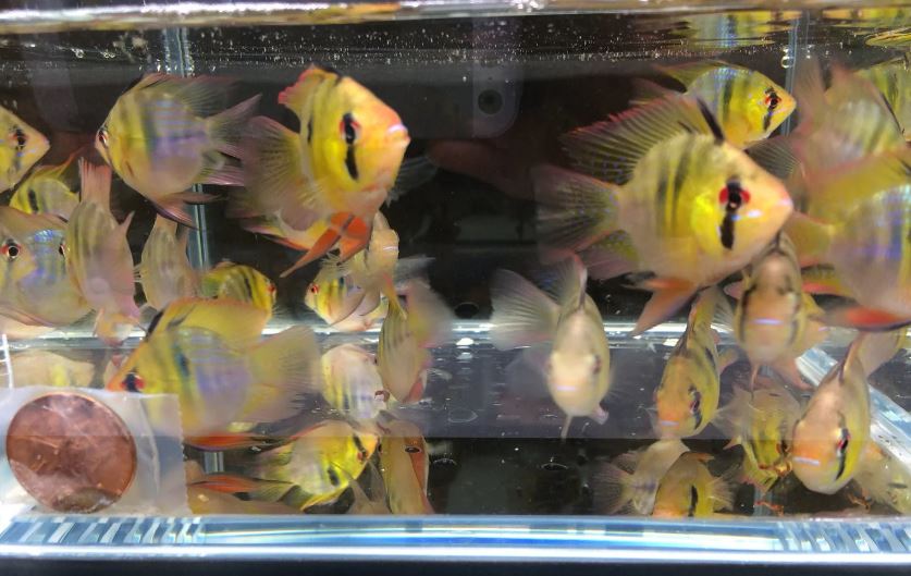 Blue Balloon Ram
