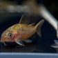 Pantanalensis Corydoras (C005)