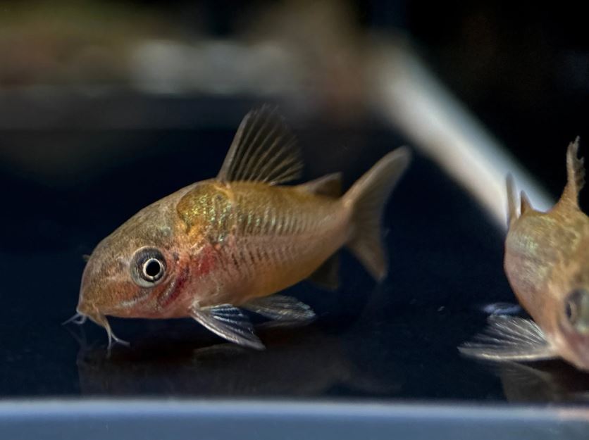 Pantanalensis Corydoras (C005)