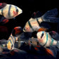 Longfin Tiger Barb