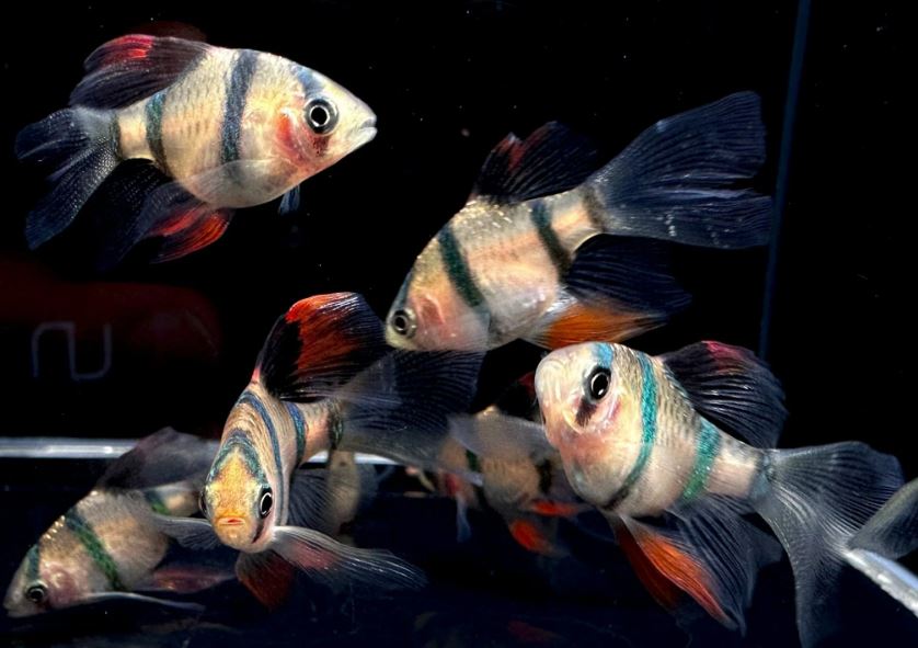 Longfin Tiger Barb