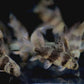 High Fin Banded Shark / Loach