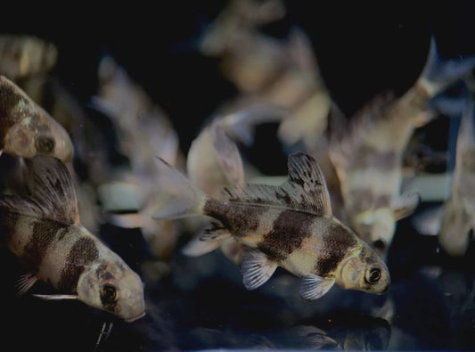 High Fin Banded Shark / Loach