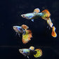 Dumbo Ear Guppy Males