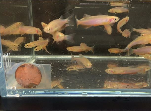 Danio Rose