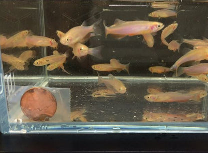Danio Rose