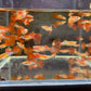 Japanese Red Tail Guppy Males