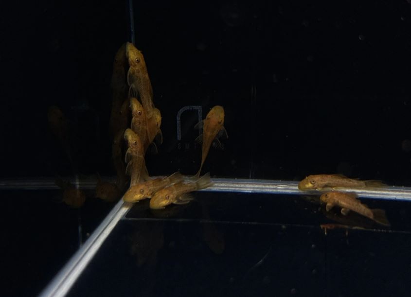Super Red Bushy Nose Pleco (1 inch)