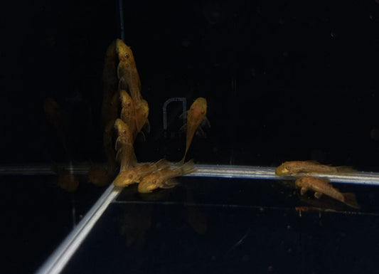 Super Red Bushy Nose Pleco (1 inch)