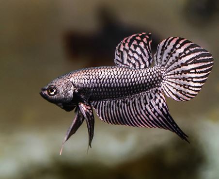 Alien Copper Red Betta