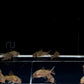 Pantanalensis Corydoras (C005)
