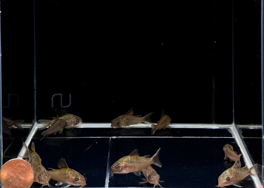 Pantanalensis Corydoras (C005)
