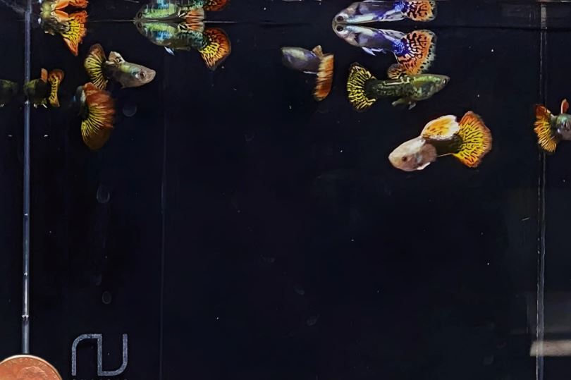 Dumbo Ear Guppy Males