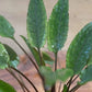 Cryptocoryne petchii Potted Live Aquarium Plants