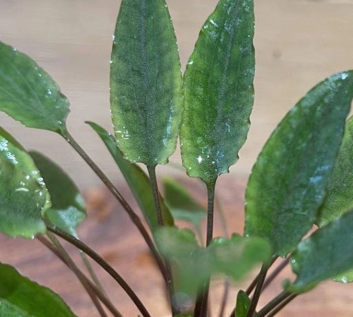 Cryptocoryne petchii Potted Live Aquarium Plants