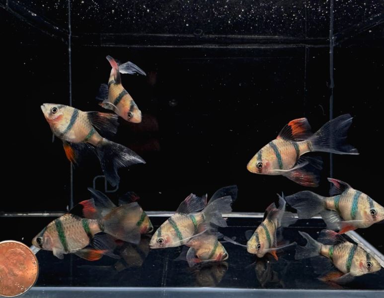 Longfin Tiger Barb