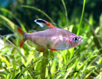 Candy Cane Tetra