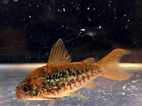 Pantanalensis Corydoras (C005)