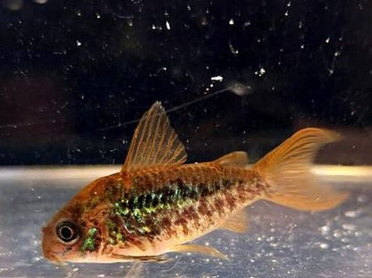 Pantanalensis Corydoras (C005)