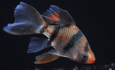 Longfin Tiger Barb