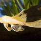 Hi-Fin Albino Yellow Bristlenose Pleco (1.25"-2")