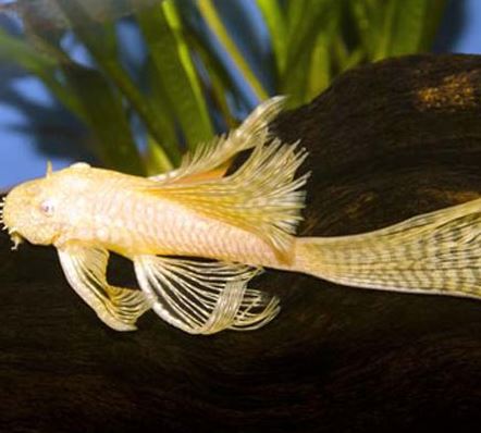 Hi-Fin Albino Yellow Bristlenose Pleco (1.25"-2")