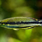 Madagascar Rainbow Fish