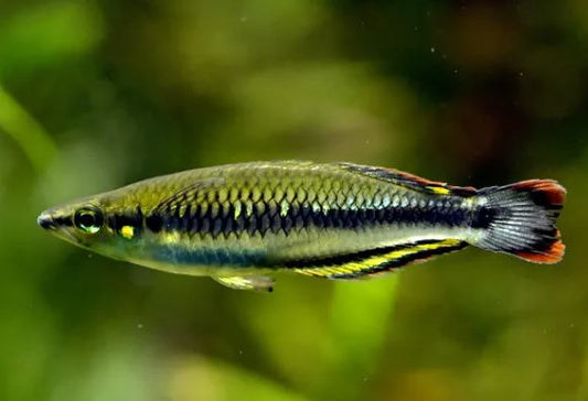 3 Madagascar Rainbow Fish