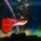 Japanese Red Tail Guppy Males