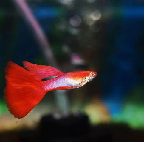 Japanese Red Tail Guppy Males