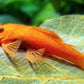 Super Red Bushy Nose Pleco (1 inch)