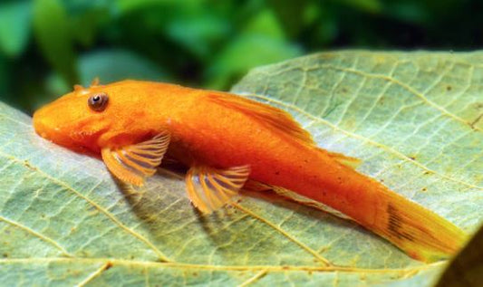 Super Red Bushy Nose Pleco (1 inch)