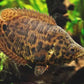 Leopard Ctenopoma