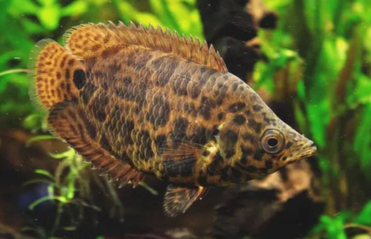 Leopard Ctenopoma