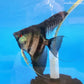Black Lace Angelfish