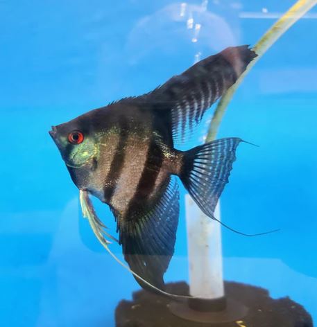 Black Lace Angelfish