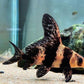 High Fin Banded Shark / Loach