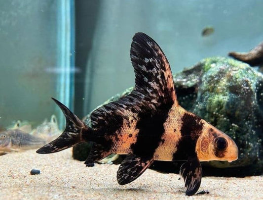 High Fin Banded Shark / Loach