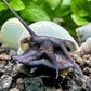 Blue Mystery Snail