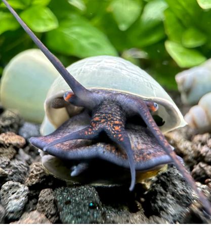 Blue Mystery Snail