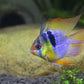 Blue Balloon Ram